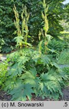 Rheum palmatum (rabarbar dłoniasty)