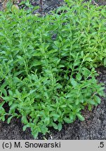 Stevia rebaudiana (stewia)
