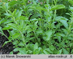 Stevia rebaudiana (stewia)