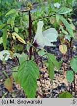 Hibiscus sabdariffa (ketmia szczawiowa)
