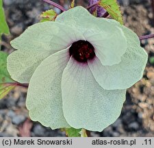Hibiscus sabdariffa (ketmia szczawiowa)