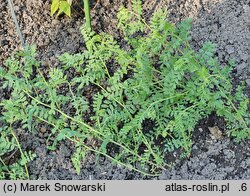 Cicer arietinum (ciecierzyca pospolita)