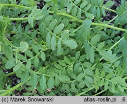 Cicer arietinum (ciecierzyca pospolita)