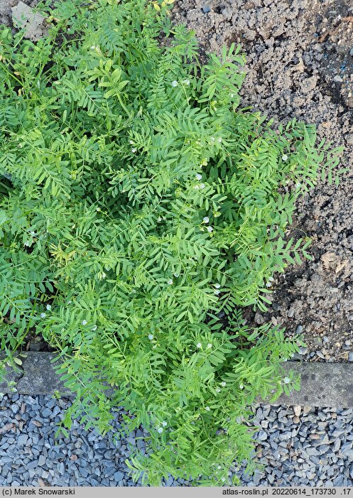 Lens culinaris (soczewica jadalna)