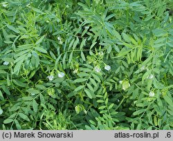 Lens culinaris (soczewica jadalna)