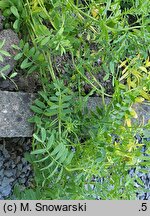 Lens culinaris (soczewica jadalna)