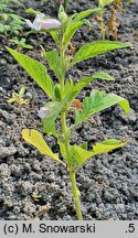 Sesamum indicum (sezam indyjski)