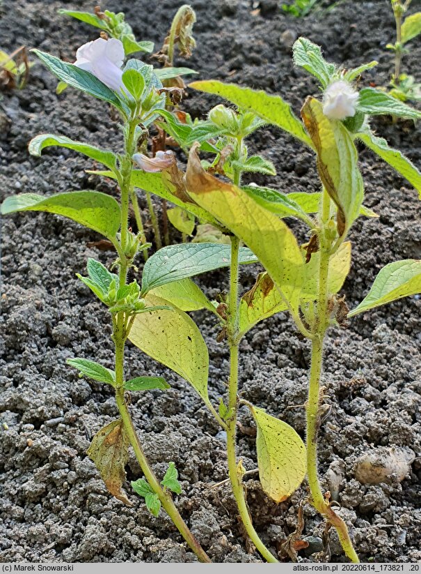 Sesamum indicum (sezam indyjski)