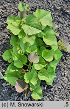 Ipomoea batatas (wilec ziemniaczany)