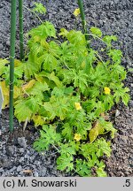 Momordica charantia (balsamka ogórkowata)