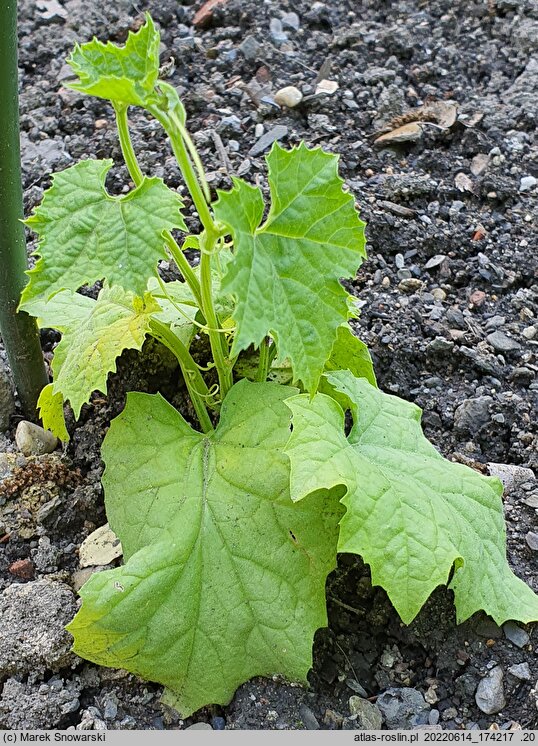 Luffa cylindrica (gąbczak walcowaty)