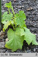 Luffa cylindrica (gąbczak walcowaty)