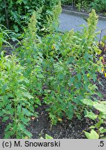 Chenopodium quinoa (komosa ryżowa)