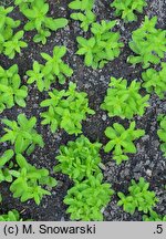Lobelia inflata (lobelia rozdęta)