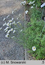 Chrysanthemum cinerariifolium (złocień dalmatyński)