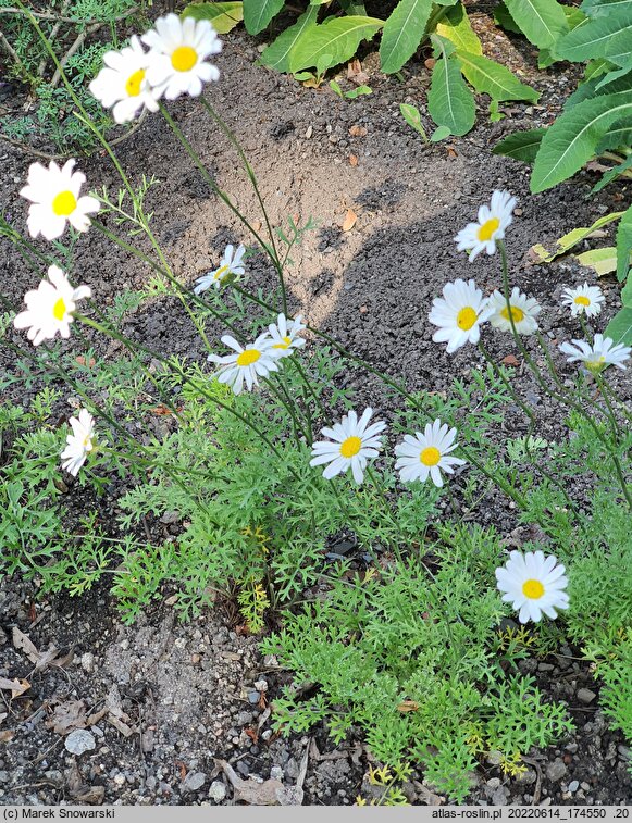 Chrysanthemum cinerariifolium (złocień dalmatyński)