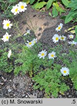 Chrysanthemum cinerariifolium (złocień dalmatyński)