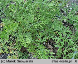 Chrysanthemum cinerariifolium (złocień dalmatyński)