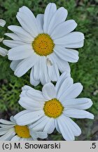 Chrysanthemum cinerariifolium (złocień dalmatyński)