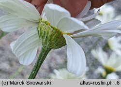 Chrysanthemum cinerariifolium (złocień dalmatyński)