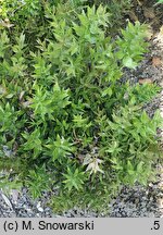 Ruscus aculeatus (myszopłoch kolczasty)