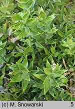 Ruscus aculeatus (myszopłoch kolczasty)