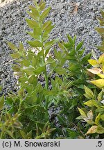Ruscus aculeatus (myszopłoch kolczasty)