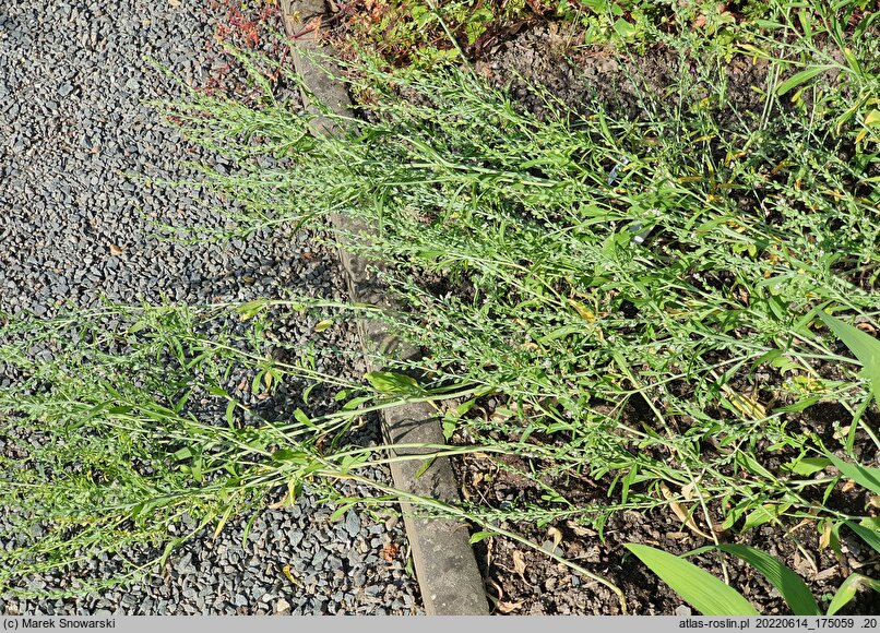 Lepidium meyenii