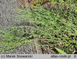 Lepidium meyenii