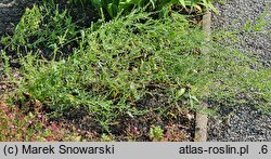 Lepidium meyenii