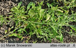 Lepidium meyenii
