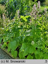 Salvia sclarea (szałwia muszkatołowa)