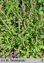 Ocimum tenuiflorum (bazylia tajska)