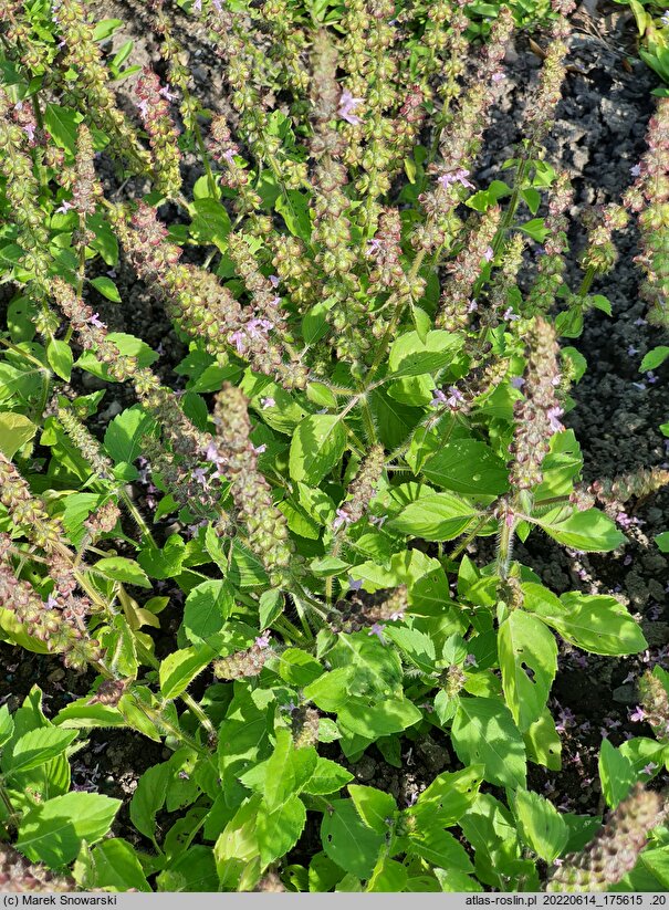 Ocimum tenuiflorum (bazylia tajska)