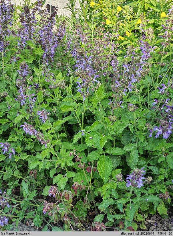Salvia miltiorrhiza (szałwia czerwona)