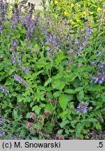 Salvia miltiorrhiza (szałwia czerwona)