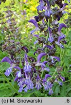 Salvia miltiorrhiza (szałwia czerwona)