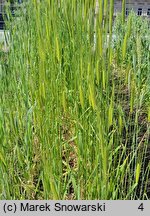 Triticum monococcum (pszenica samopsza)