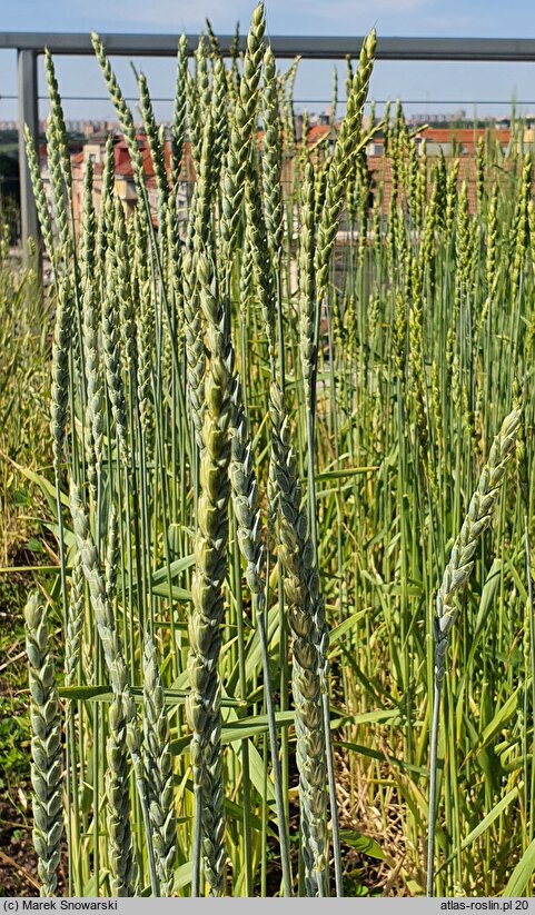 Triticum spelta Titan