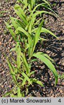 Setaria italica (włośnica ber)