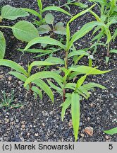 Sorghum bicolor (sorgo dwubarwne)