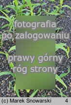Sorghum bicolor (sorgo dwubarwne)