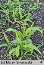 Sorghum bicolor (sorgo dwubarwne)