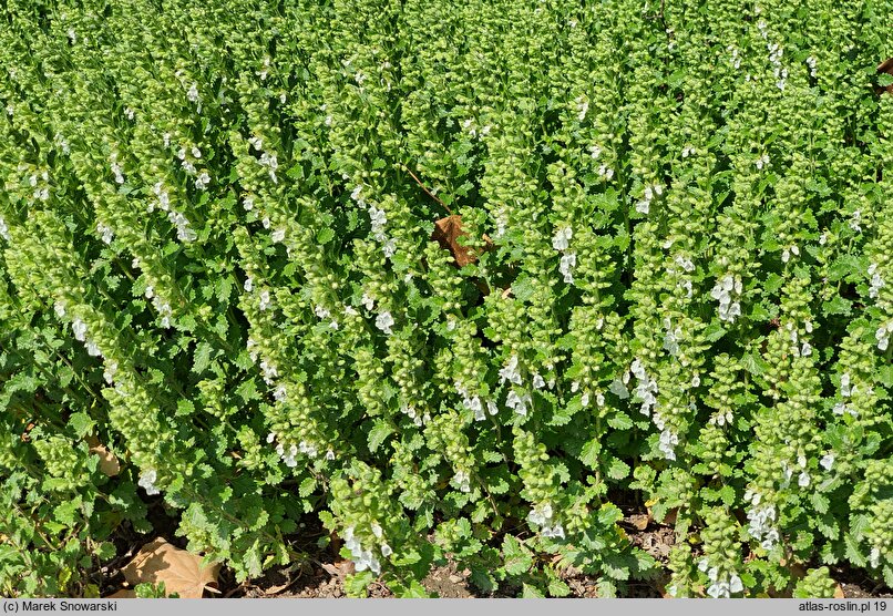 Teucrium chamaedrys Album