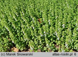 Teucrium chamaedrys Album