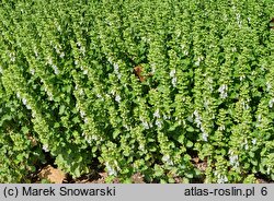 Teucrium chamaedrys Album