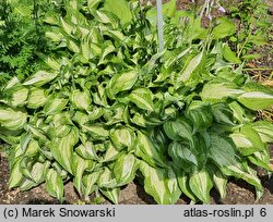 Hosta Allegan Fog