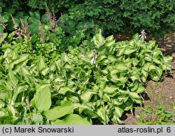 Hosta Allegan Fog