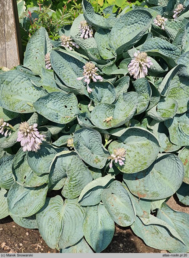 Hosta Love Pat