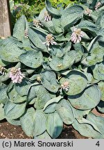 Hosta Love Pat